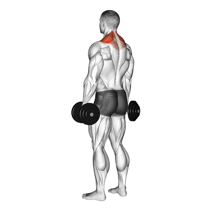 Dumbbell Shrug exercise animation (Hombre)