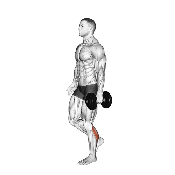 Dumbbell Single Leg Calf Raise exercise animation (Male)