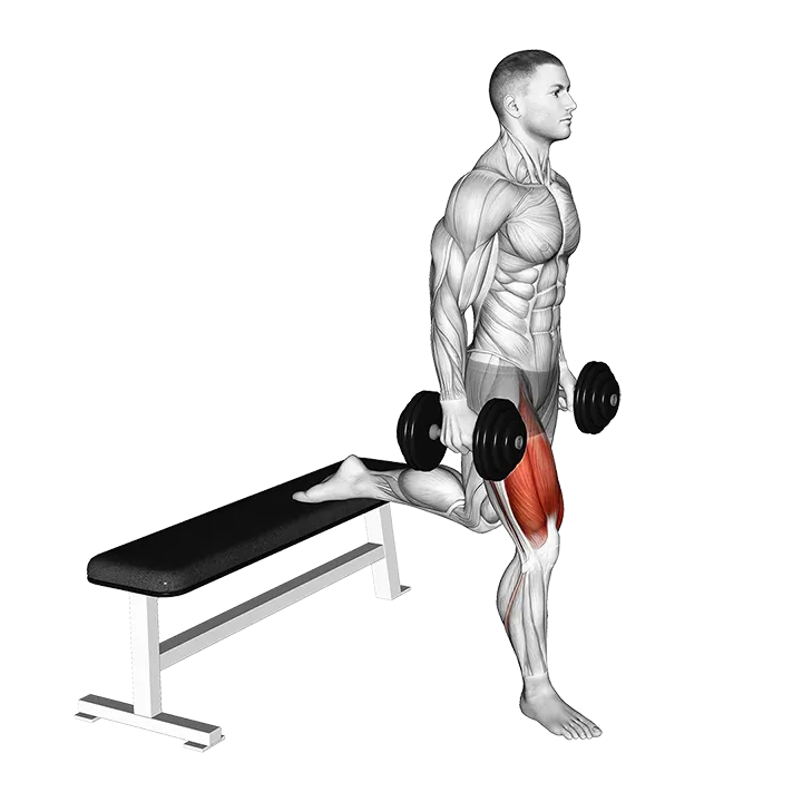 Dumbbell Single Leg Split Squat exercise animation (Male)
