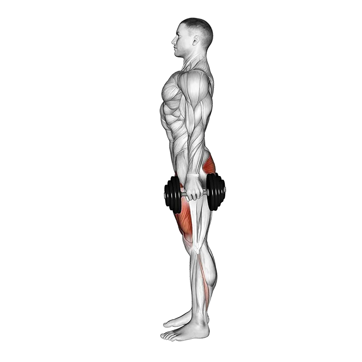 Dumbbell Squat exercise animation (Male)