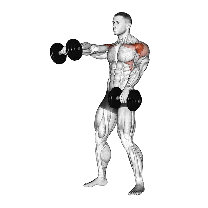 Dumbbell Standing Alternate Raise exercise animation (Male)