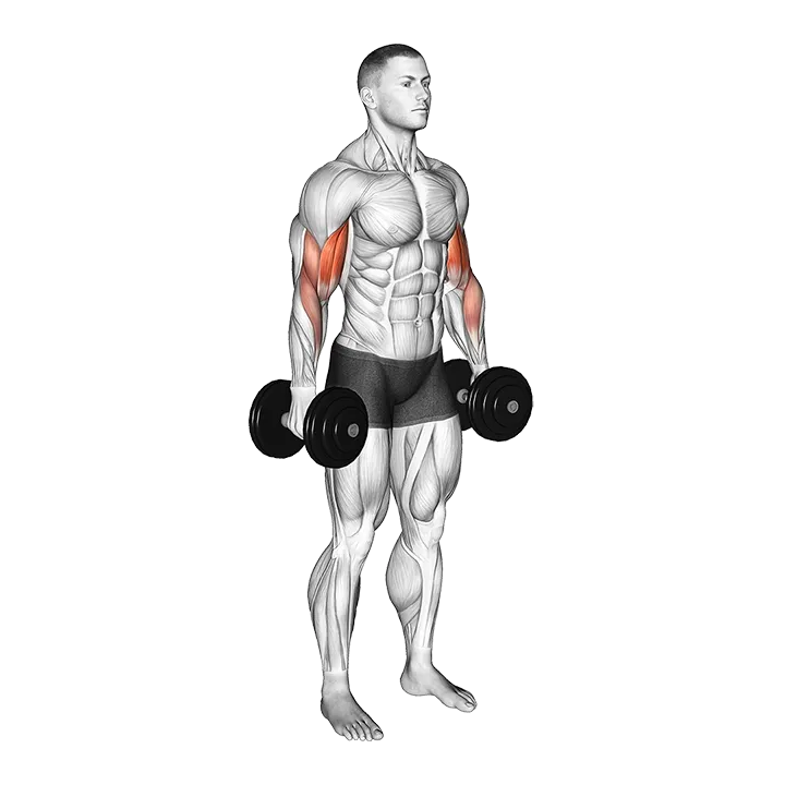 Dumbbell Standing Biceps Curl exercise animation (Male)