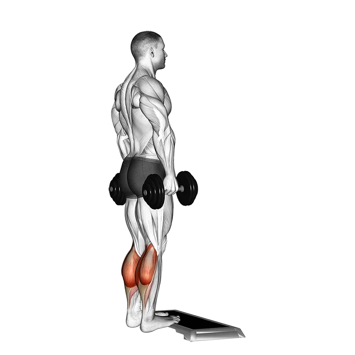Dumbbell Standing Calf Raise exercise animation (Hombre)