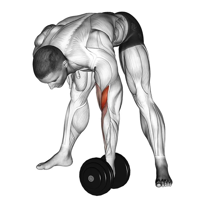 Dumbbell Standing Concentration Curl exercise animation (Male)