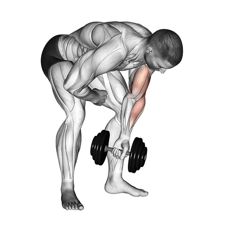 Dumbbell Standing One Arm Concentration Curl exercise animation (Male)