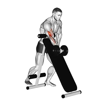 Dumbbell Standing One Arm Curl (over incline bench)