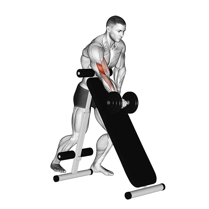 Dumbbell Standing One Arm Curl (over incline bench) exercise animation (Male)