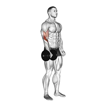 Dumbbell Standing One Arm Reverse Curl