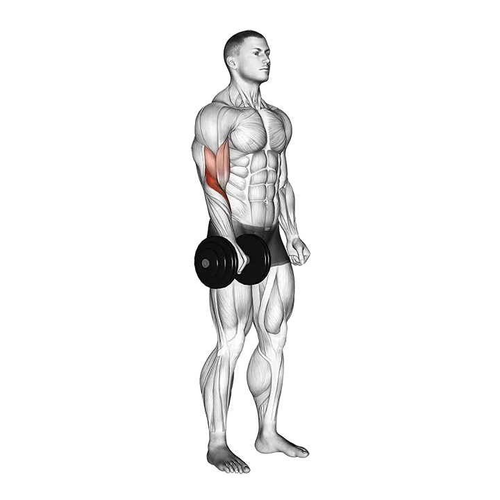 Dumbbell Standing One Arm Reverse Curl exercise animation (Hombre)