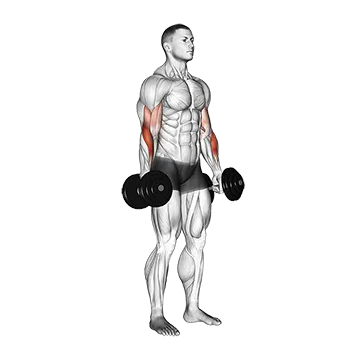 Dumbbell Standing Reverse Curl