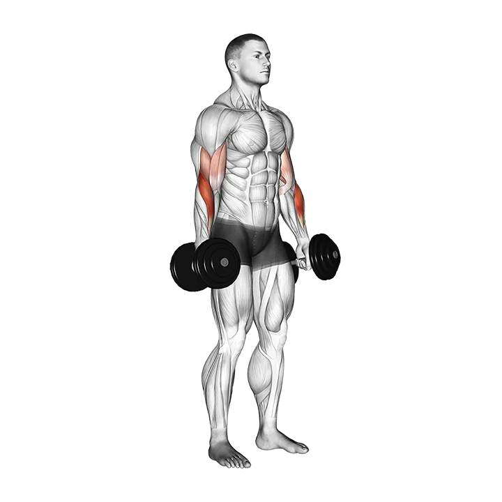 Dumbbell Standing Reverse Curl exercise animation (Hombre)