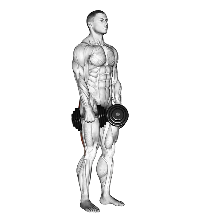 Dumbbell Stiff Leg Deadlift exercise animation (Hombre)