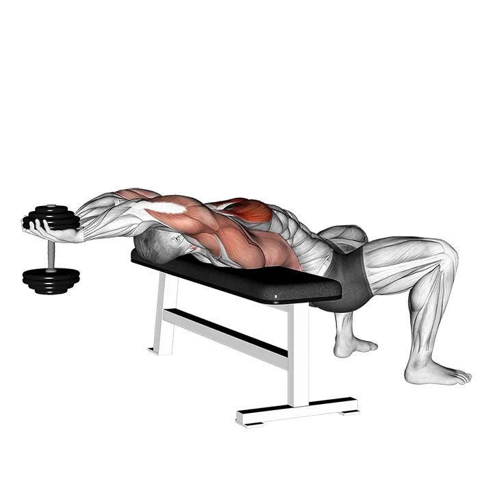 Dumbbell Straight Arm Pullover exercise animation (Male)