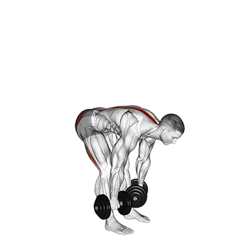 Dumbbell Straight Leg Deadlift