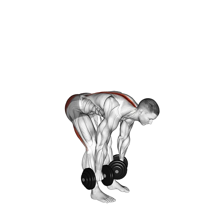 Dumbbell Straight Leg Deadlift exercise animation (Male)