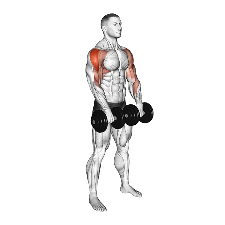 Dumbbell Upright Row exercise animation (Male)