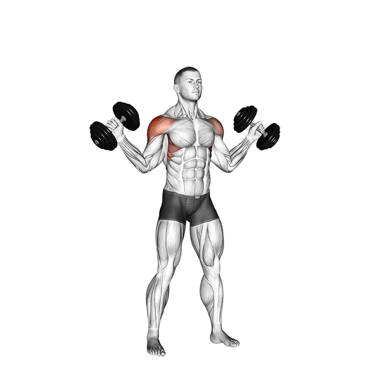 Dumbbell W-press exercise animation (Male)