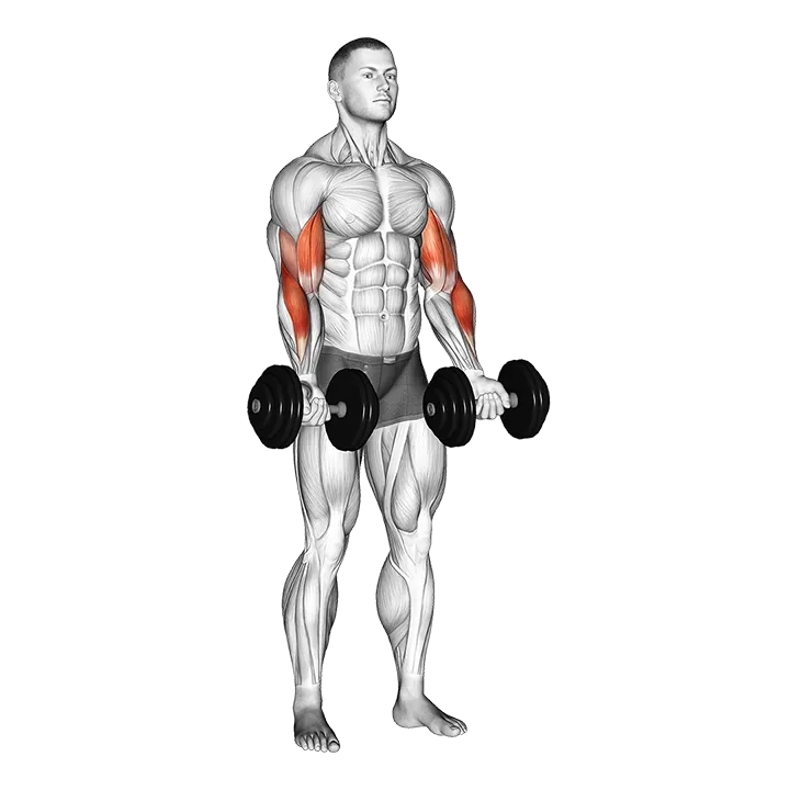 Dumbbell Zottman Curl exercise animation (Male)