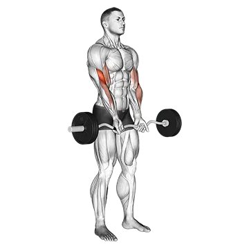 EZ Barbell Close-grip Curl
