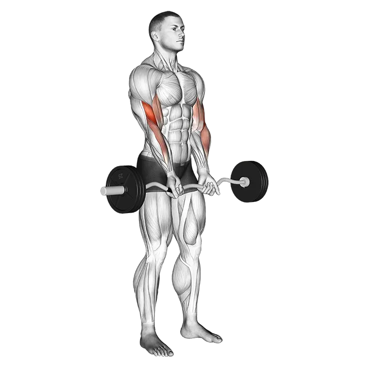EZ Barbell Close-grip Curl exercise animation (Male)
