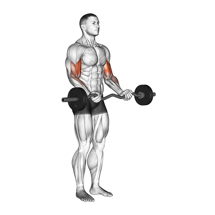 EZ Barbell Curl exercise animation (Male)