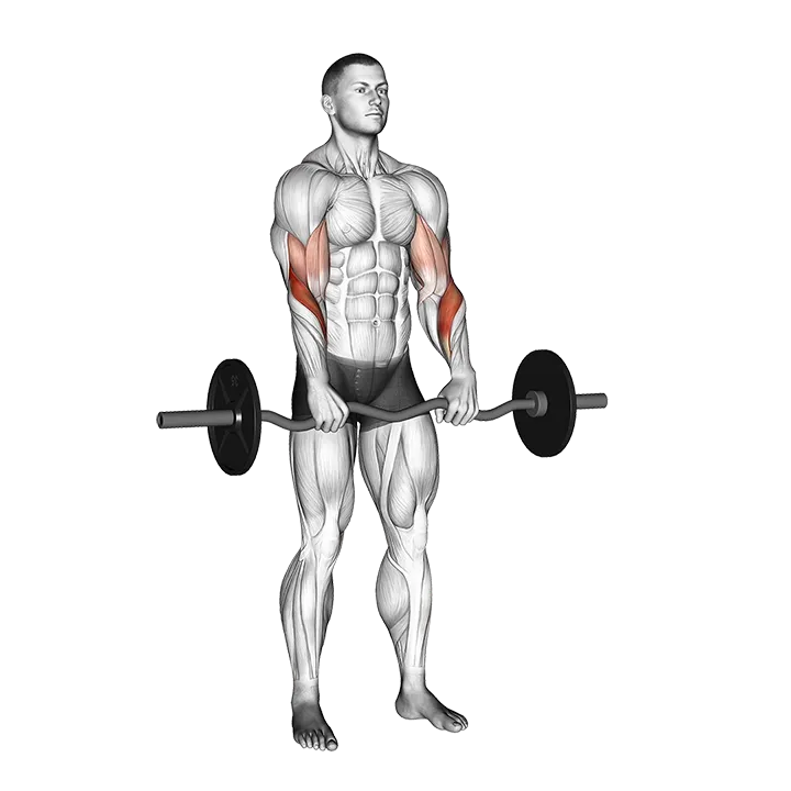 EZ Barbell Reverse Grip Curl exercise animation (Hombre)