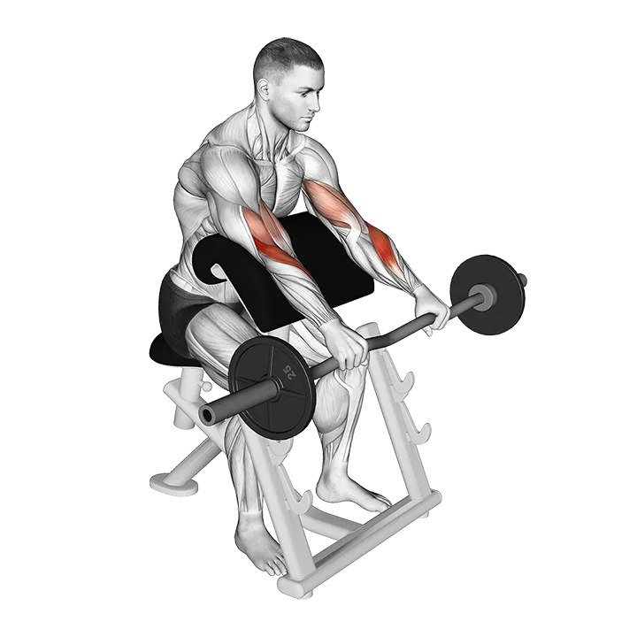 EZ Barbell Reverse grip Preacher Curl exercise animation (Hombre)