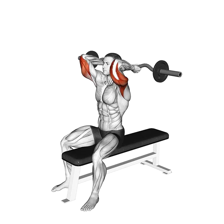 EZ Barbell Seated Triceps Extension exercise animation (Male)