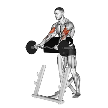 EZ Barbell Spider Curl