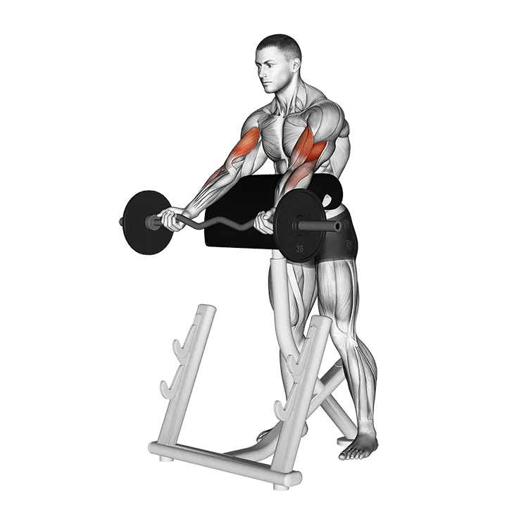 EZ Barbell Spider Curl exercise animation (Male)