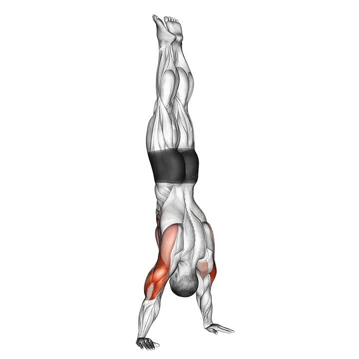 Handstand Push-Up exercise animation (Male)