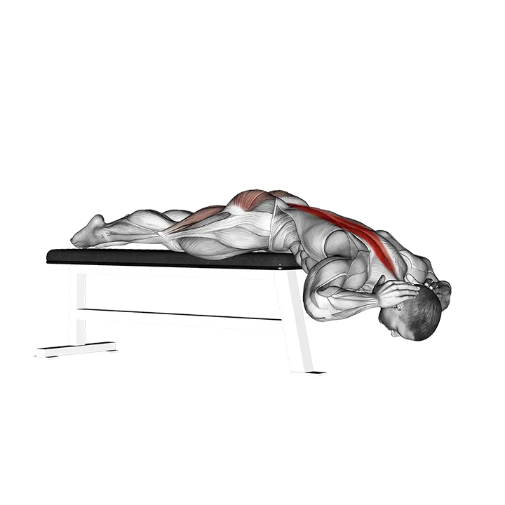 Hyperextension (on bench) exercise animation (Male)