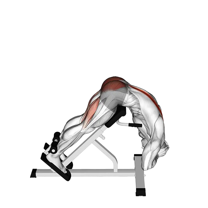 Hyperextension exercise animation (Male)