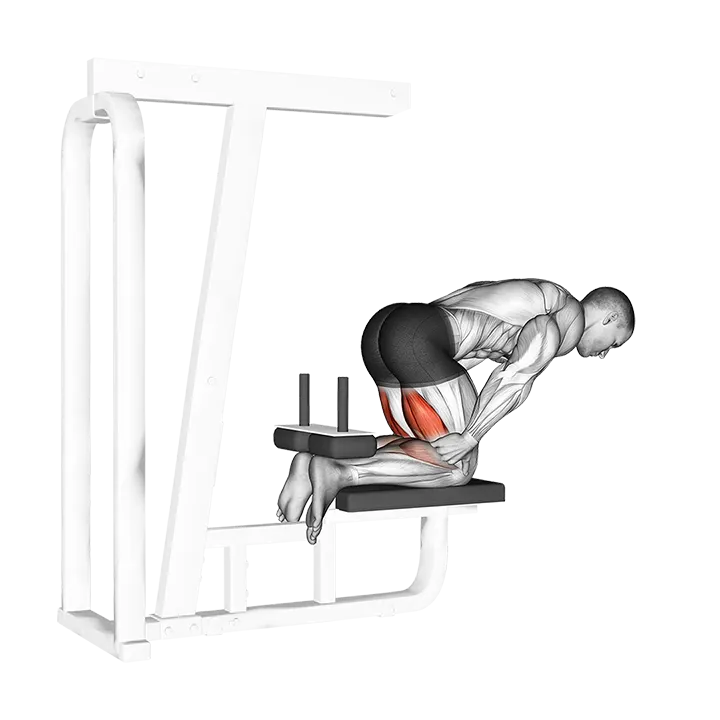 Inverse Leg Curl (bench support) exercise animation (Hombre)