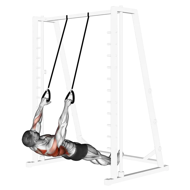 Inverted Row with Straps exercise animation (Male)