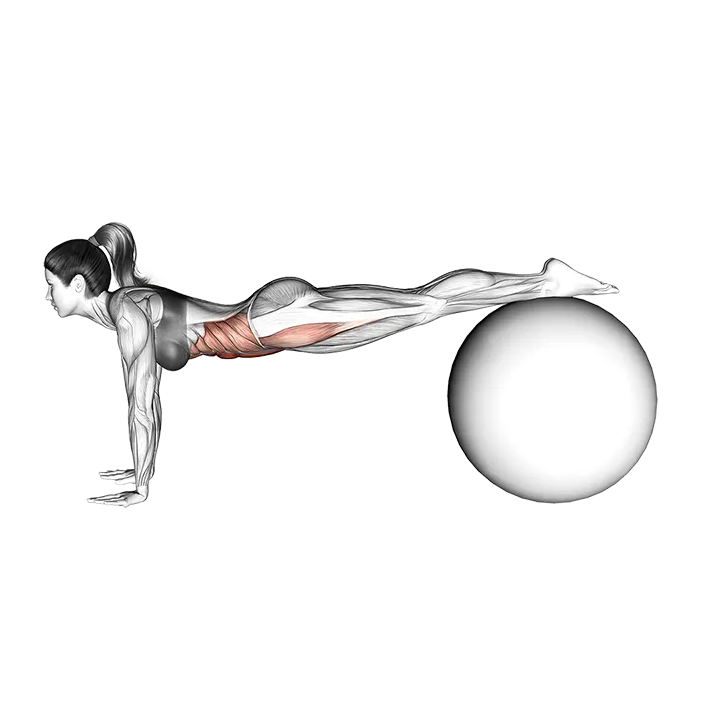 Jack knife on Ball exercise animation (Female)