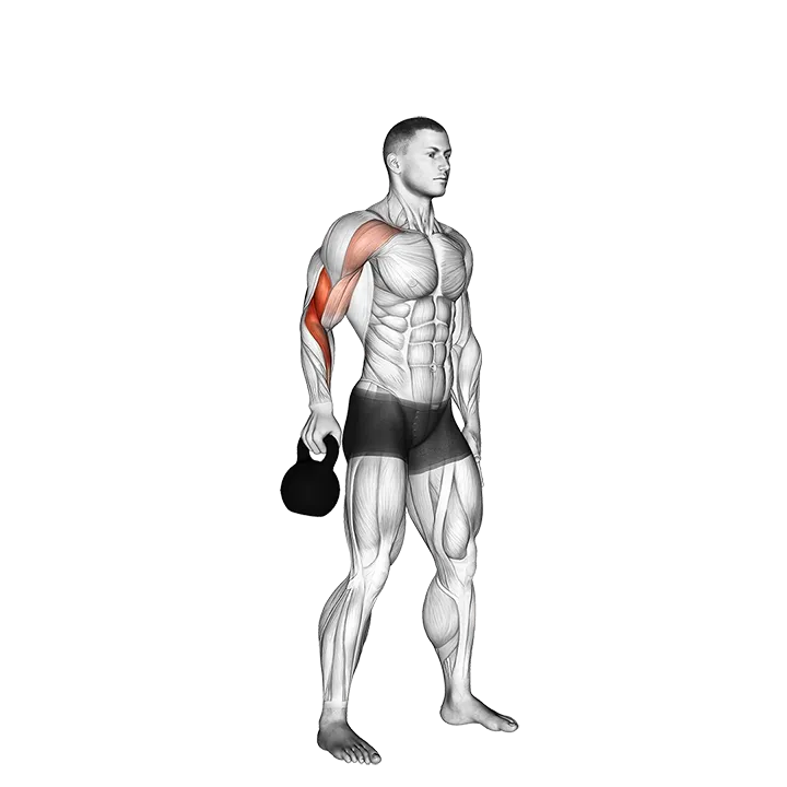 Kettlebell Bottoms Up Clean From The Hang Position exercise animation (Male)