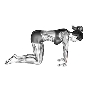 Kneeling Wrist Flexor Stretch