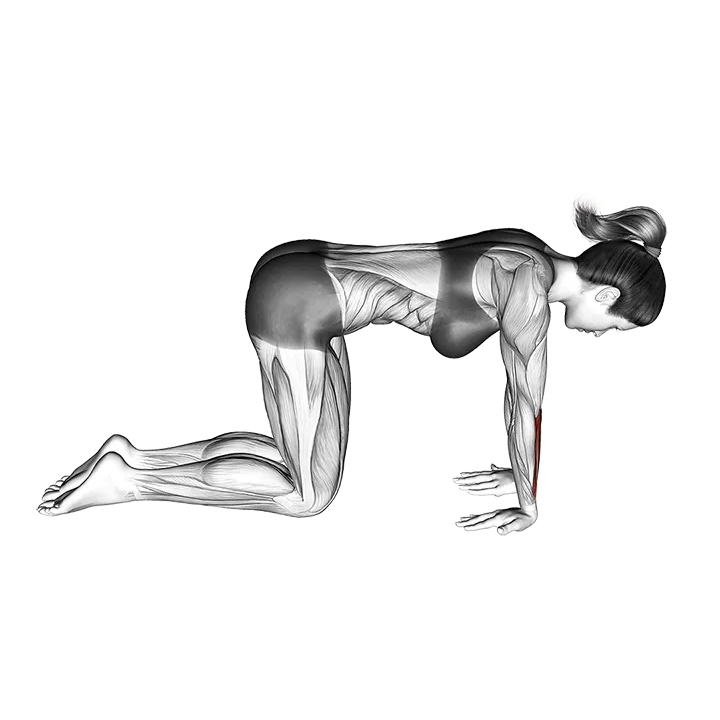 Kneeling Wrist Flexor Stretch exercise animation (Female)