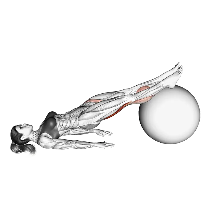 Leg Curl (on stability ball) exercise animation (Mujer)