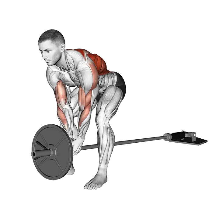 Lever Bent over Row (plate loaded) exercise animation (Male)