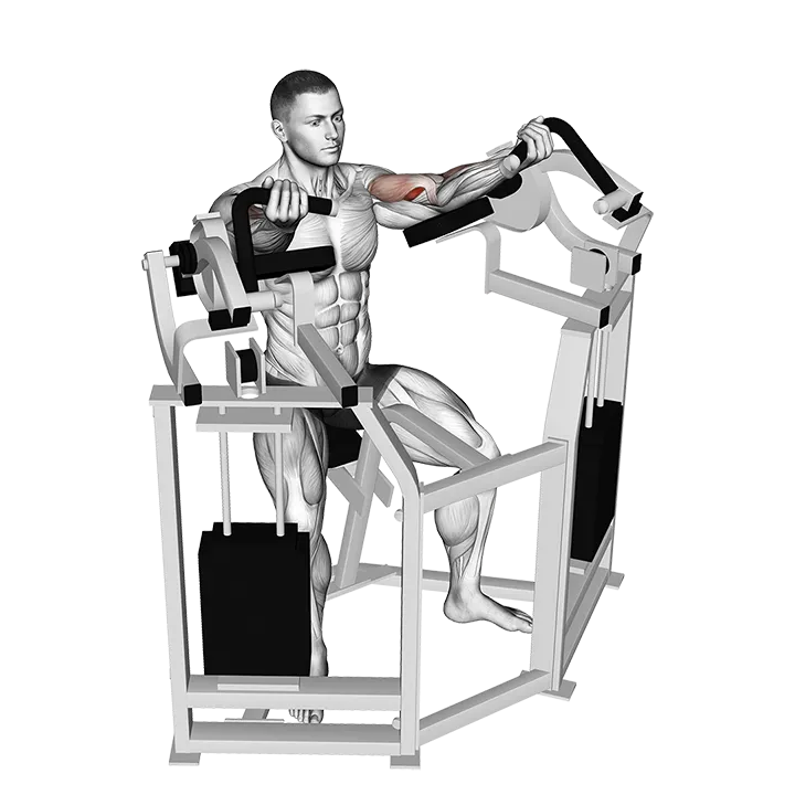 Lever Bicep Curl exercise animation (Hombre)