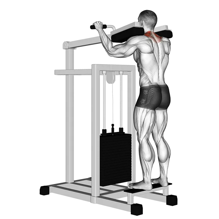 Lever Gripless Shrug exercise animation (Männlich)