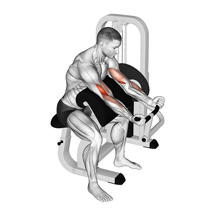 Lever Preacher Curl exercise animation (Männlich)