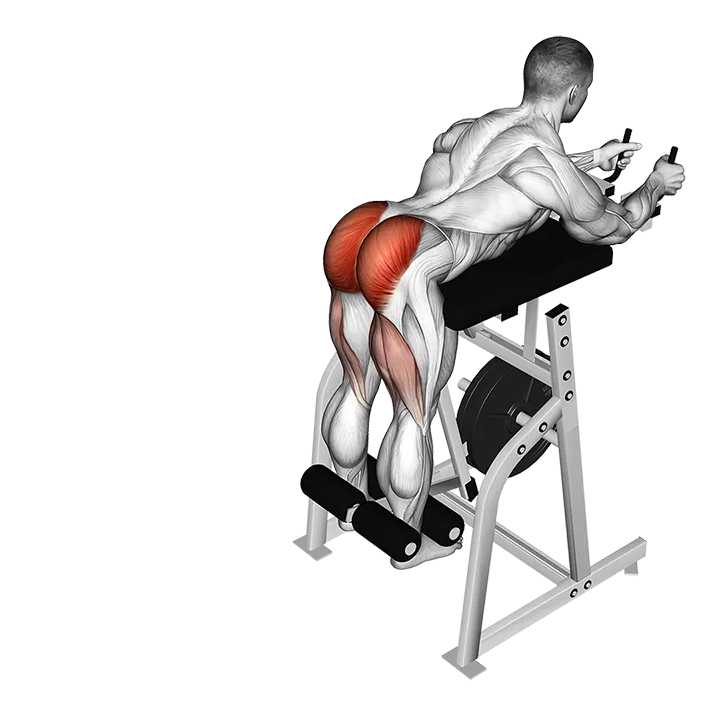Lever Reverse Hyperextension (plate loaded) exercise animation (Male)
