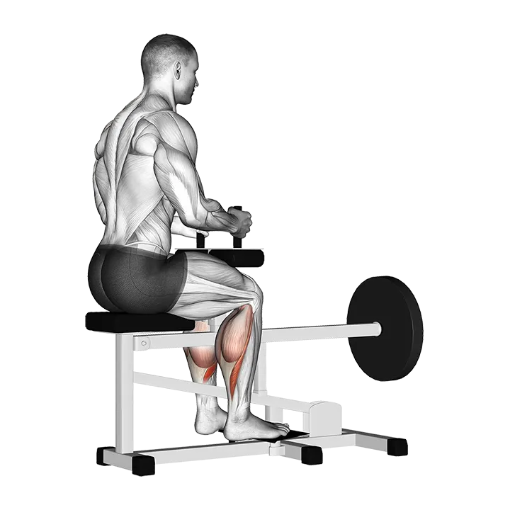 Lever Seated Calf Raise (plate loaded) exercise animation (Hombre)