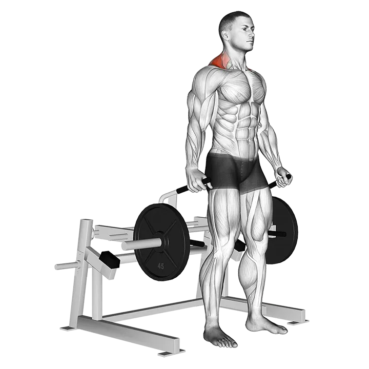 Lever Shrug (plate loaded) exercise animation (Male)