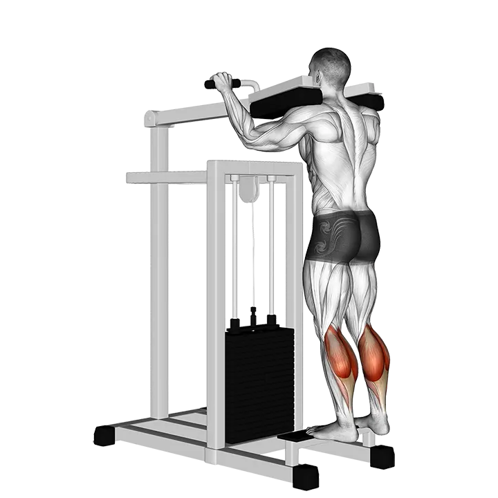 Lever Standing Calf Raise exercise animation (Hombre)