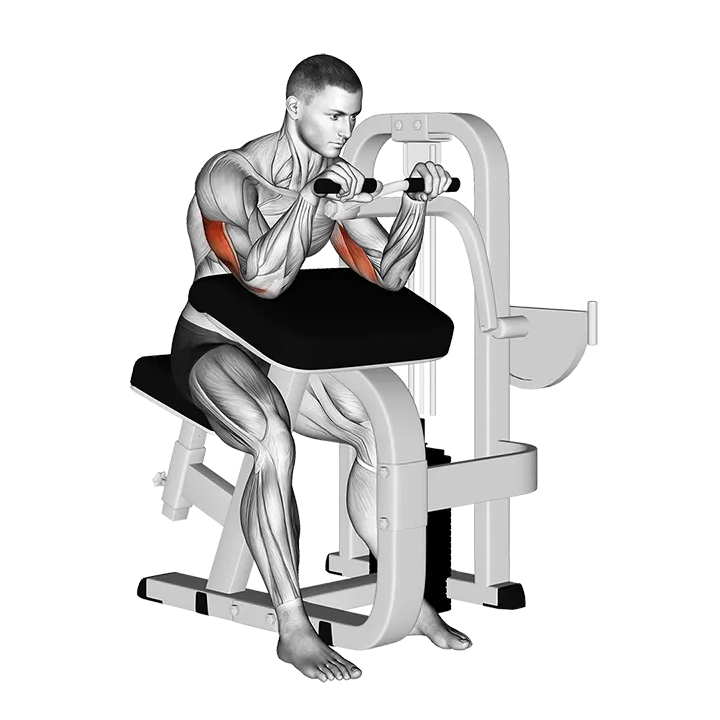 Lever Triceps Extension exercise animation (Male)