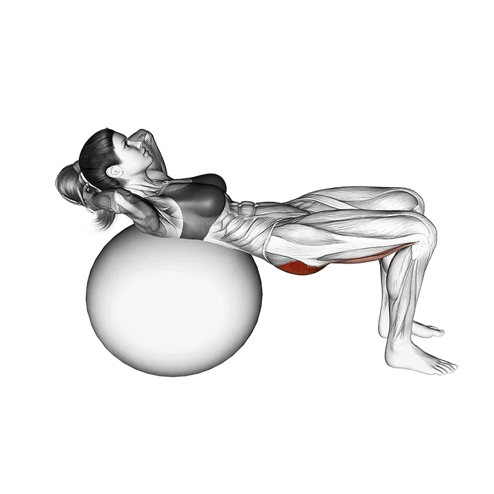 Lying Hip Lift (on stability ball) exercise animation (Weiblich)